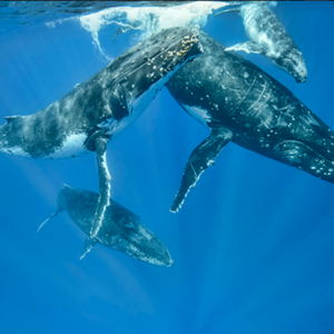 Take us to Tonga!