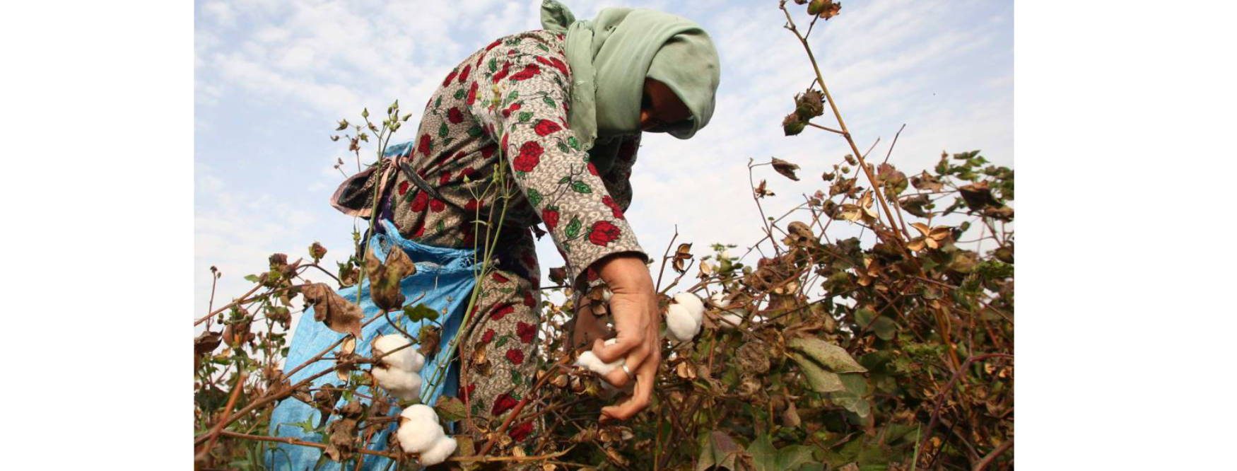 A worker picks cotton in Uzbekistan, a country known for its modern slave-like working conditions in the cotton industry