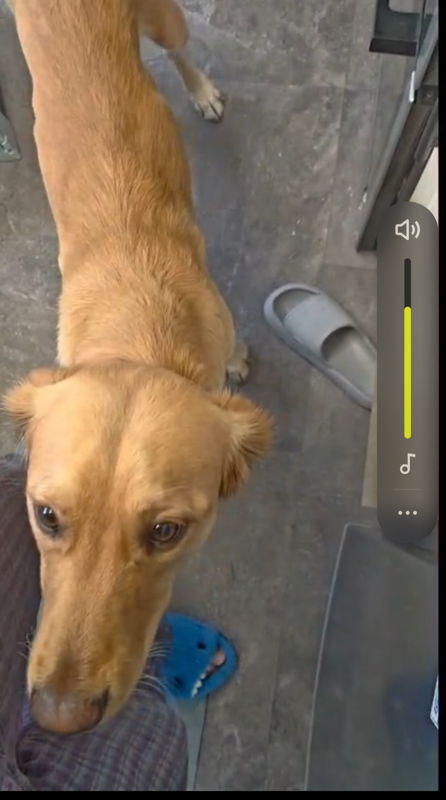 Goose wants some pie.