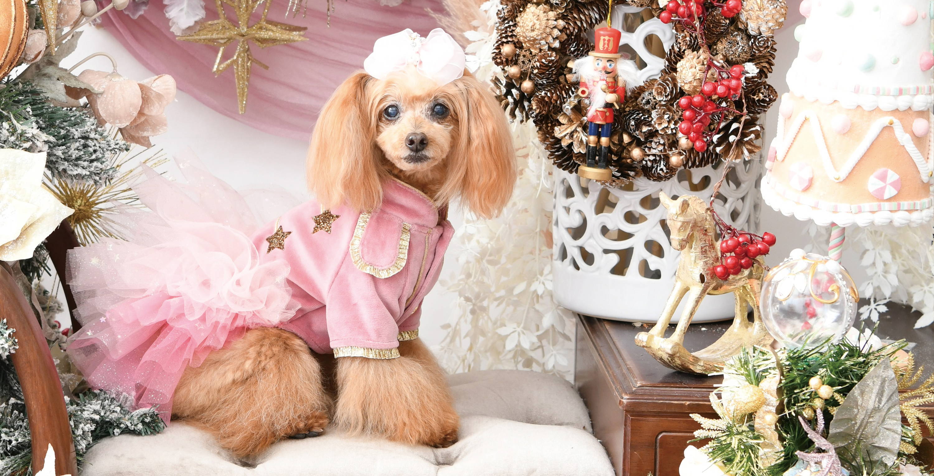 Luxebirdie（リュクスバーディ）|小型犬とのリュクスな生活を楽しむ