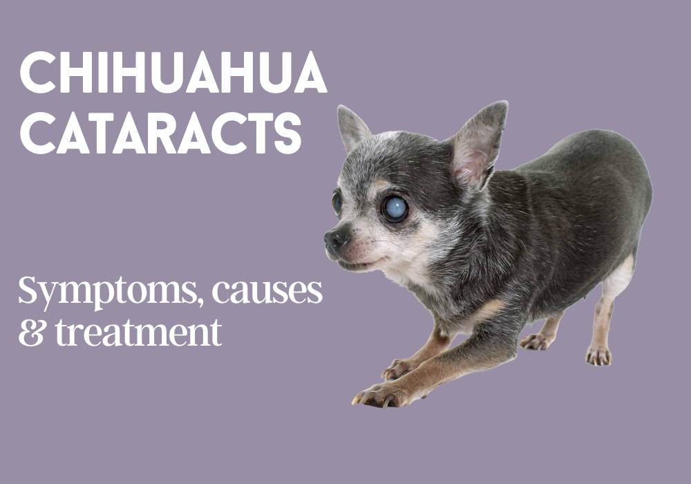 chihuahua cataracts