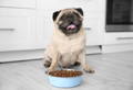Chunky pug dog sittin happily in front of a bowl of food