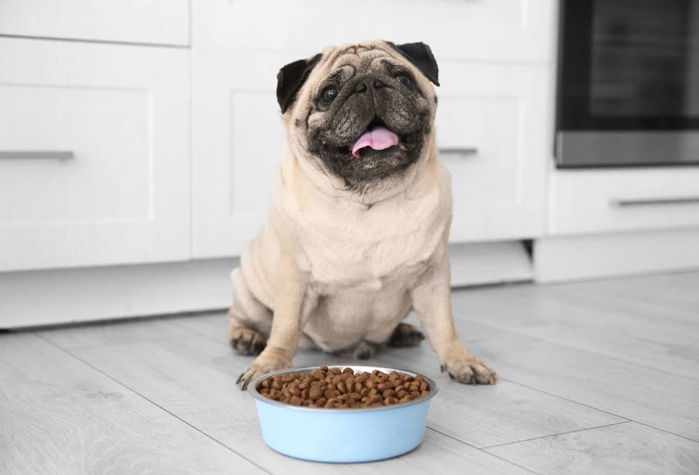Pug sitting in front of a bowl of kibble