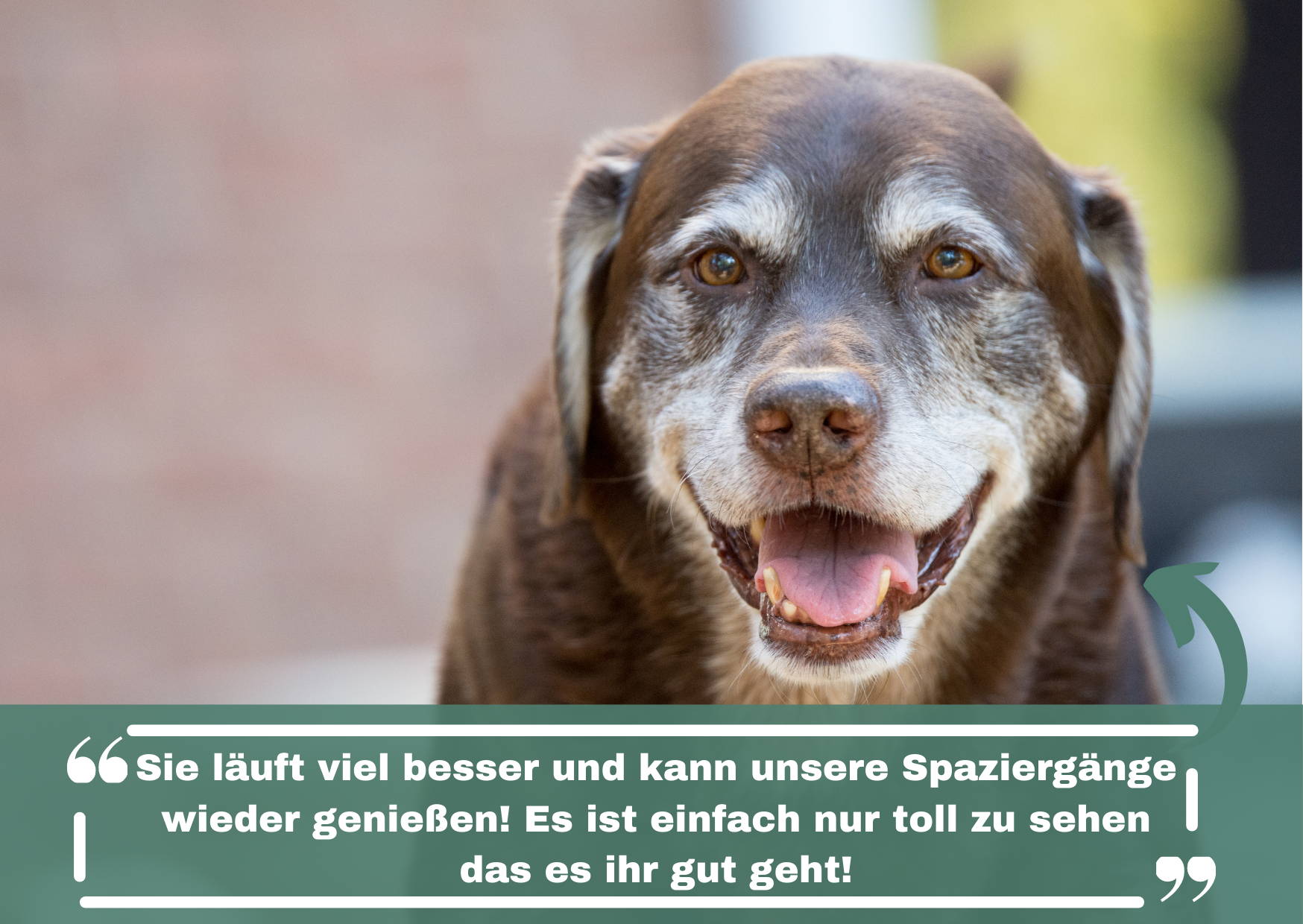 glücklicher Seniorhund