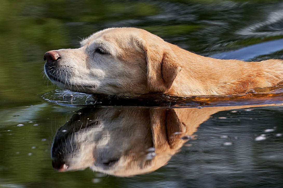 Labradore sind auch sehr gern im Wasser.