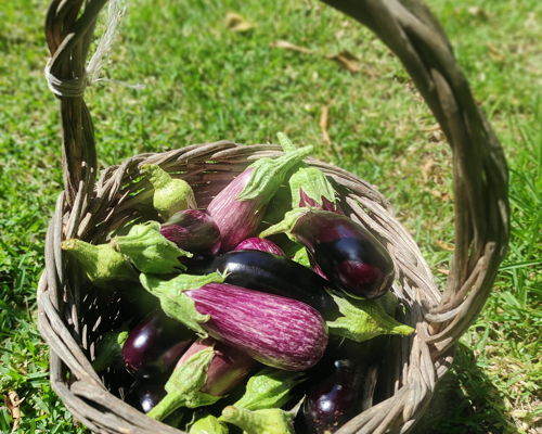 Food experiences Sant'Antonio: Guess what's coming to dinner? Special menù km 0