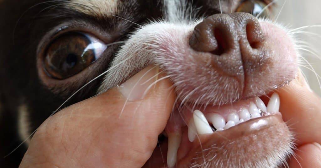 chihuahua diseases
