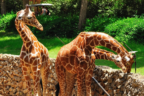 Зоологический парк Сафари — удовольствие для взрослых, восторг для детей