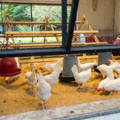 white-leghorn-hens-in-optimal-coop-design