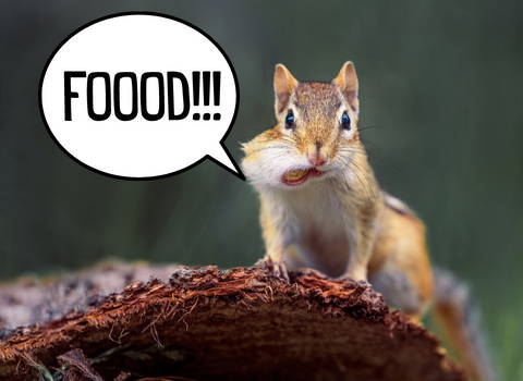 what_chipmunks_eat_in_the_wild