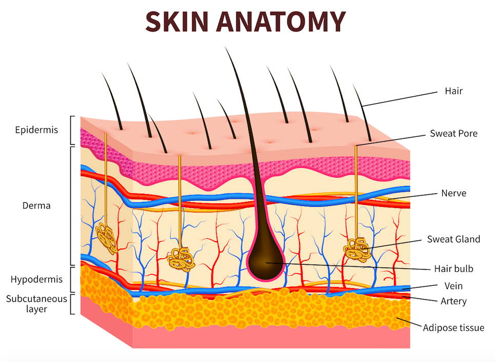 akin anatomy image to support skin nutrition