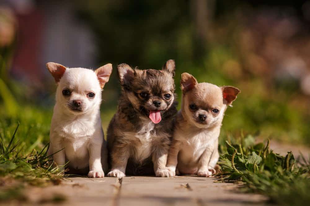 chiwawa puppy