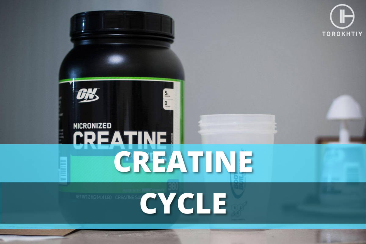 creatine cycle