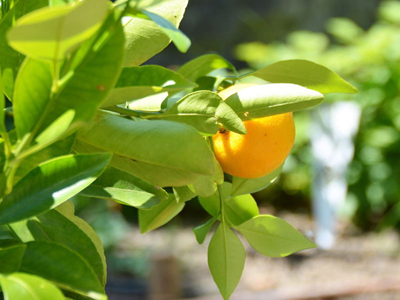 zitrusfrucht im duftgarten