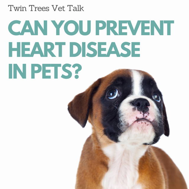 prevent heart disease in pets breeder nutrition