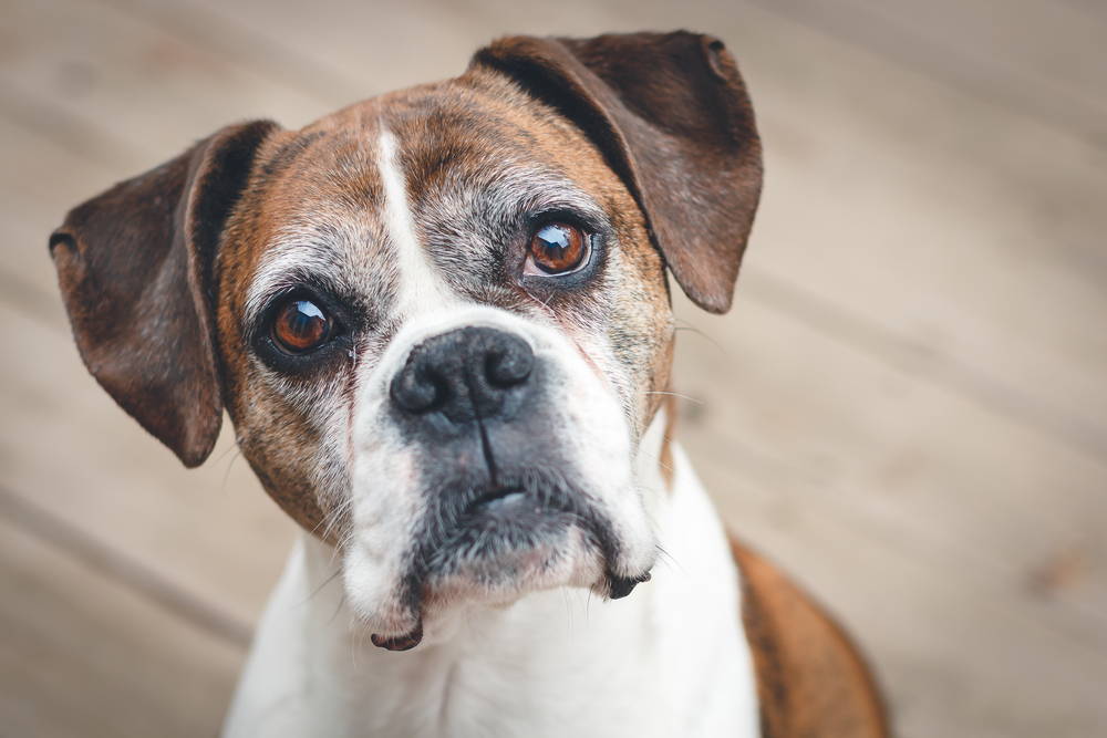 Boxer senior dog with brown and white fur