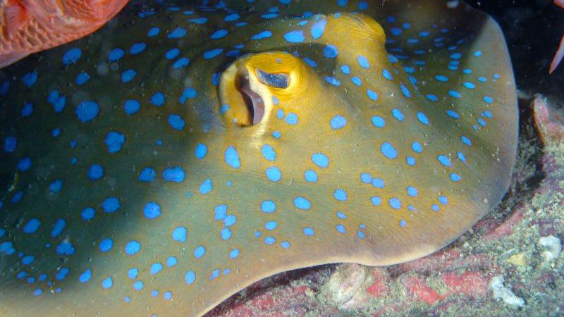 Blue-spotted stingray, Thailand 