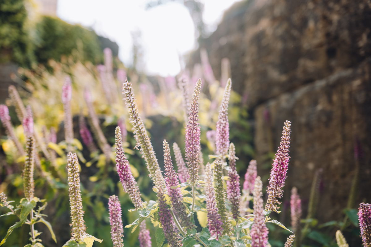 Im Vordergrund lange lila Blumen und im Hintergrund eine Steinwand und mehr Blumen.