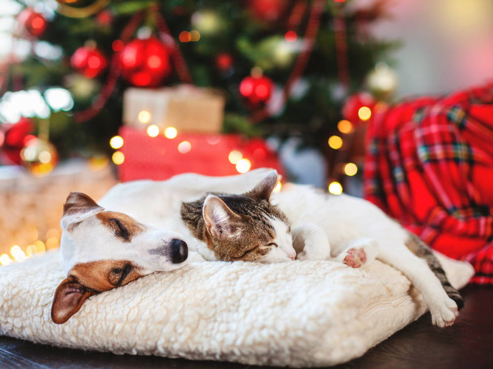 alt='Dog and cat sleeping side by side on a pet bed in Christmas holiday setting.'