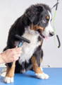 Bernese Mountain Dog being brushed with an undercoat rake at the groomer