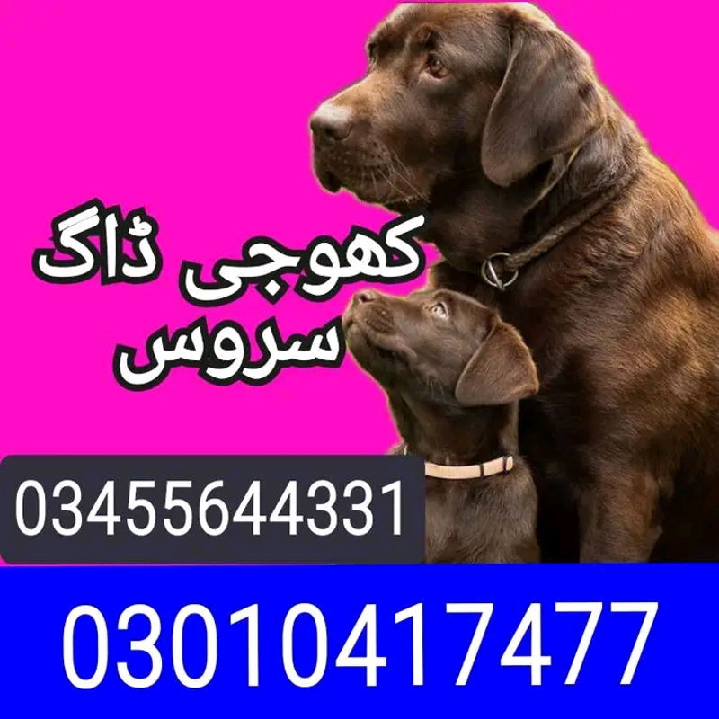 https://ucarecdn.com/781fdb20-d1de-458a-b82a-ba81c57a57ae/ cover