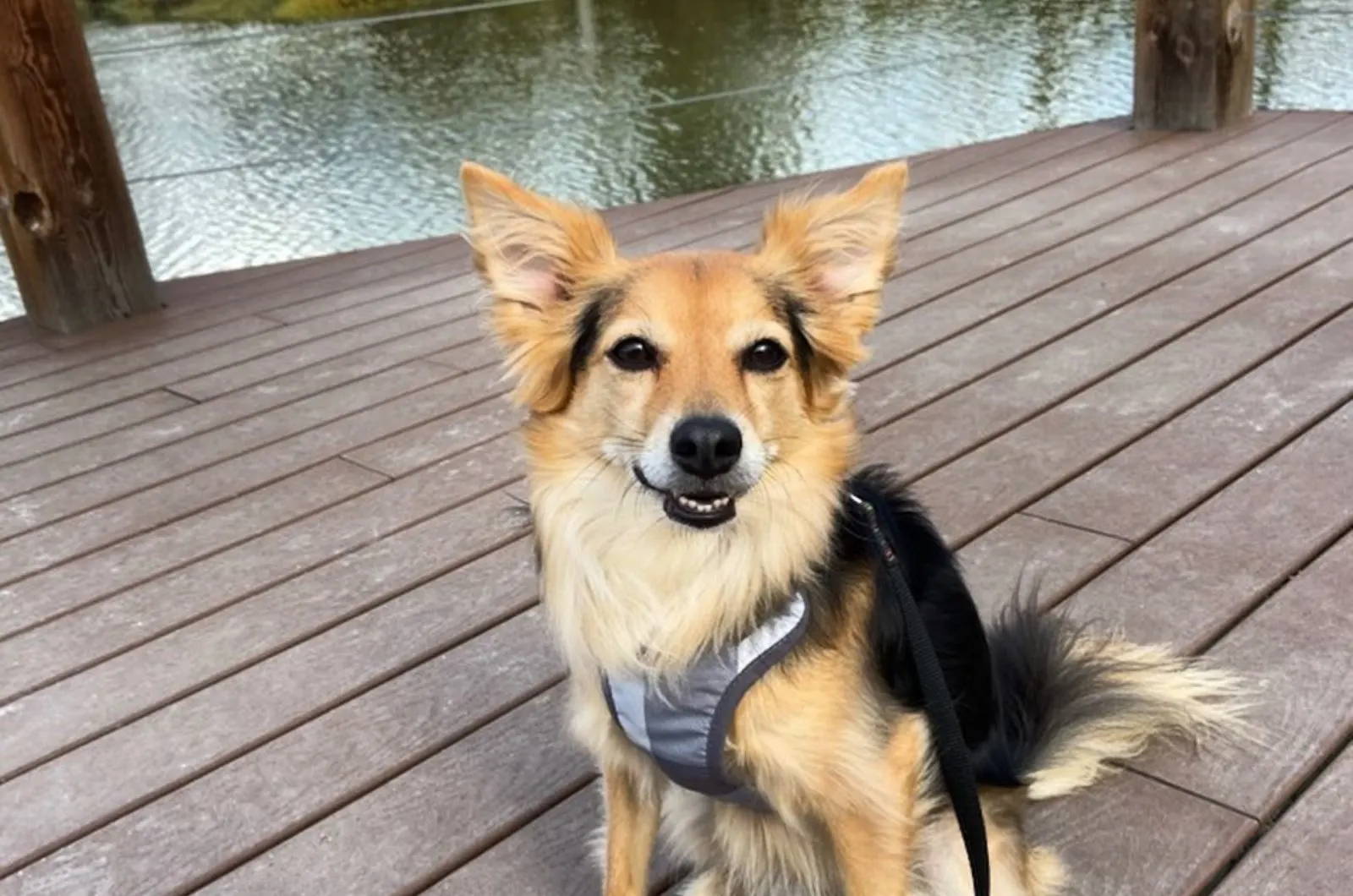 aussie chi puppies for sale