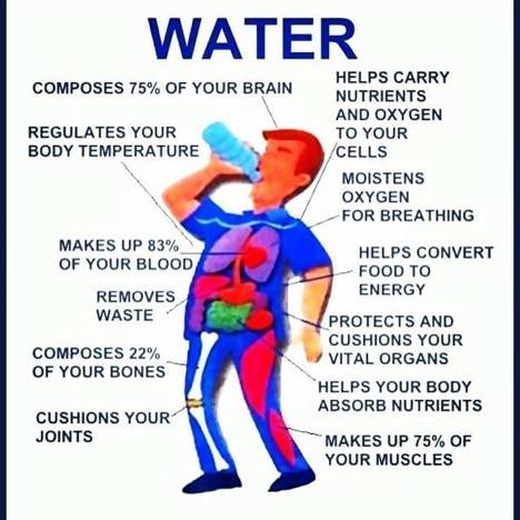 Body water percentage