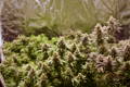 Cannabis flowers and colas inside a reflective indoor tent.