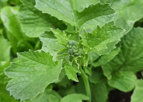 A radish plant starting to bolt
