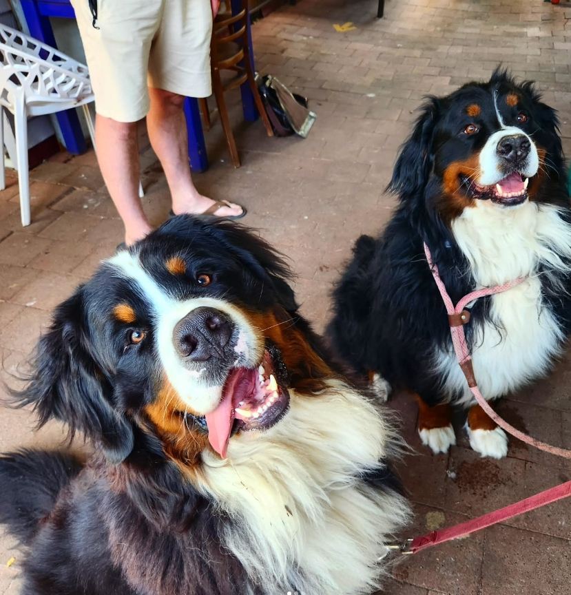 Moorland Cottage Cafe - Voucher - Image 11