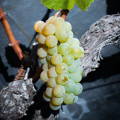 grappe de raisin de Johannisberg