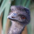 emu_signs_of_illness