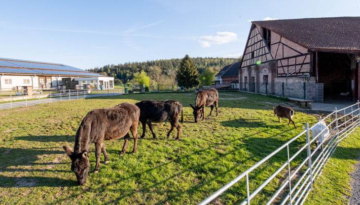 alle tiere leben direkt auf dem hof