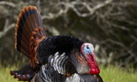 North American Turkey