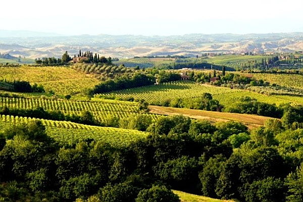  Siena (SI)
- Chianti 2.jpg vineyards