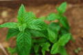 Closeup of peppermint for dogs