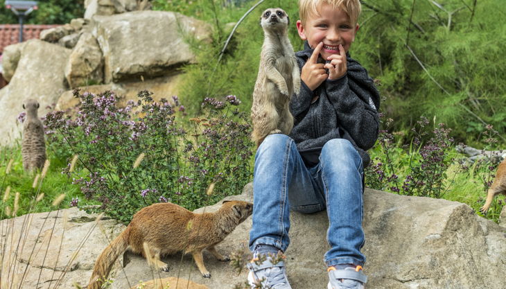 franz frieling f dina