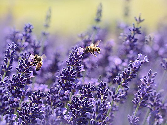  Kinsale
- Erfreuen Sie sich ganzjährig an hübschen Blumen und helfen Sie gleichzeitig den Bienen in Ihrem Garten.