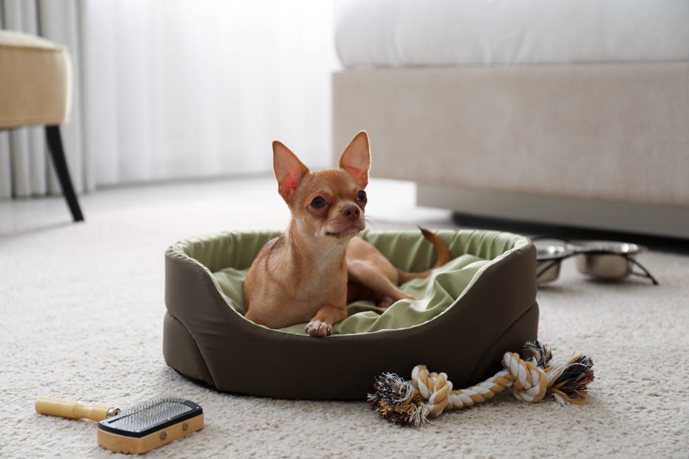 Chihuahua dog laying calmly in his dog bed with toys and food in a quiet-looking room