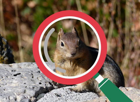 inspecting_signs_of_chipmunks_and_not_squirrels