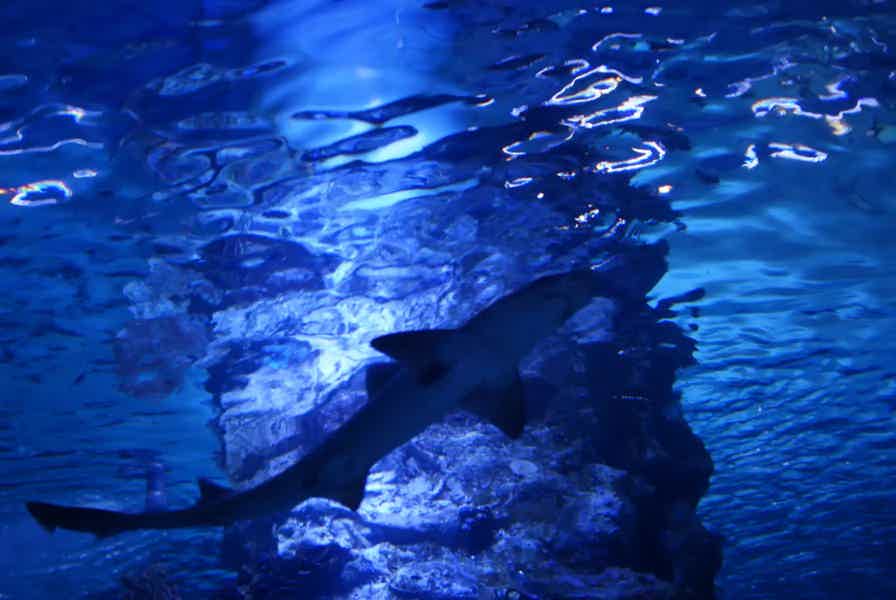 Sightseeing Tour and Aquarium in Antalya from Alanya - photo 5