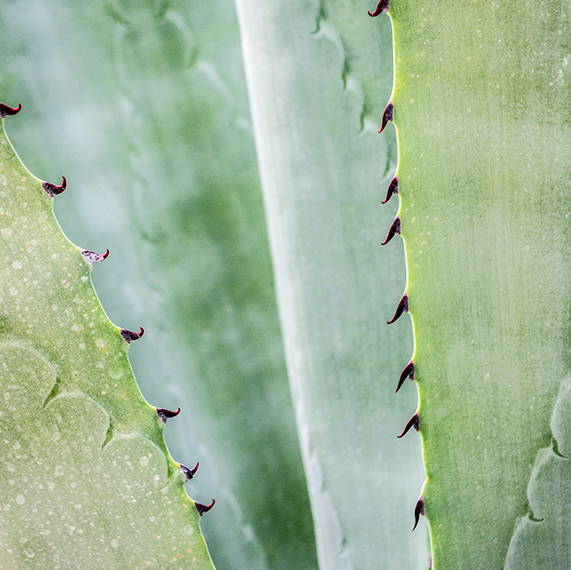 Aloe Vera Plant Close Up 