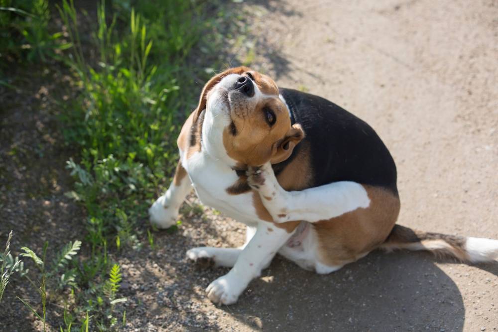 Beagle scratching its ear showing signs of a chronic ear infection