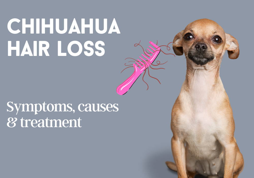 chihuahua hair loss