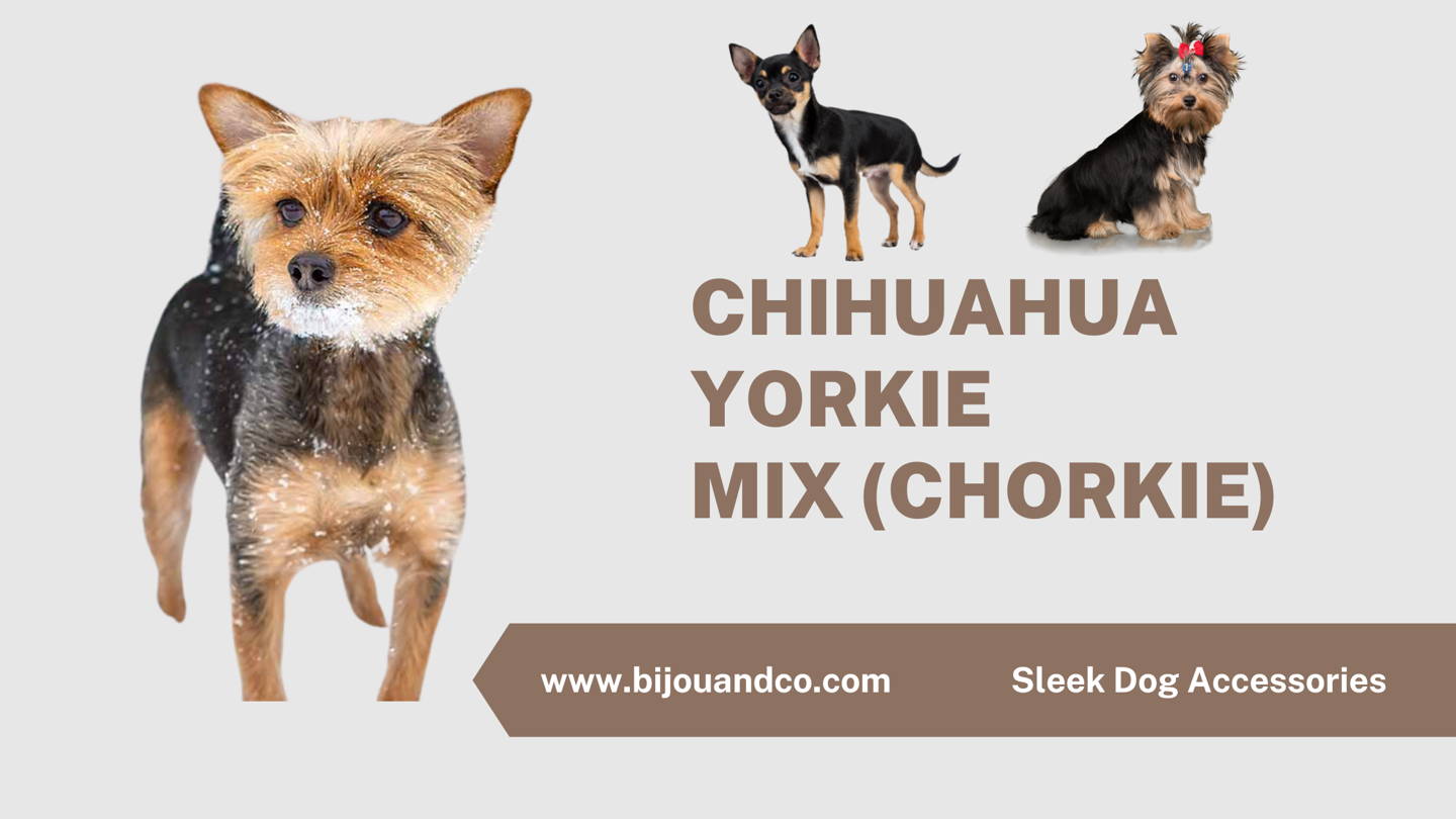 chihuahua yorkie mix