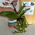 Repotting an orchid using Elm Dirt Orchid Bark
