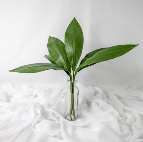 Calla Leaf ( 6 Pack ) - Realistic Artificial Flowers
