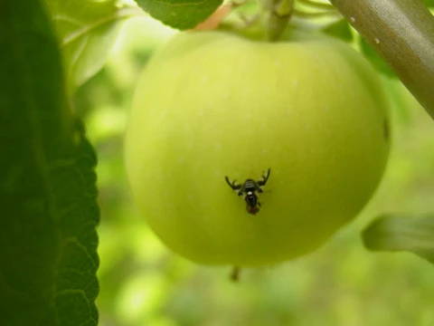 Organic orchard pest management