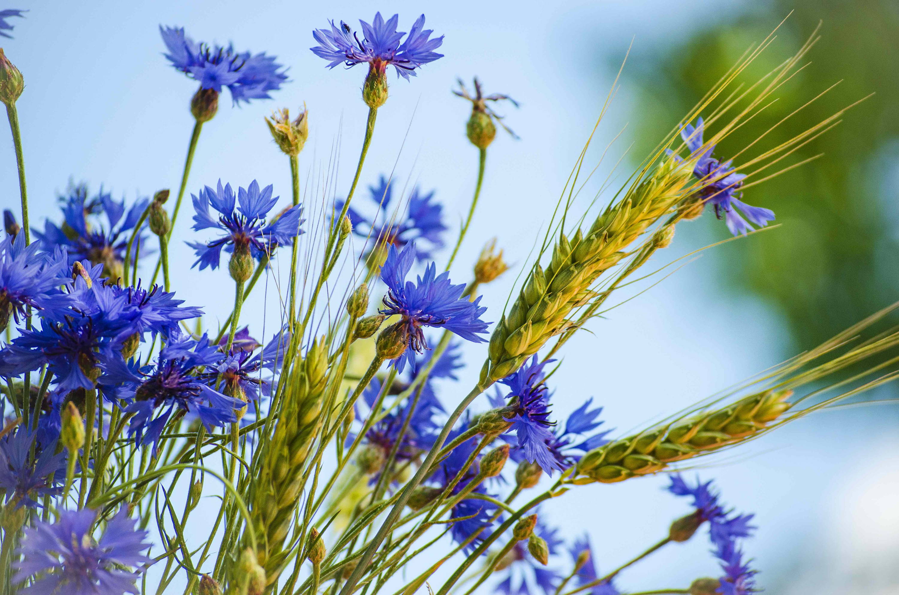 Kornblumen vor hellem Himmel