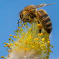 worker-honey-bee-corbiculae-pollen-baskets worker-honey-bee-corbiculae-pollen-baskets